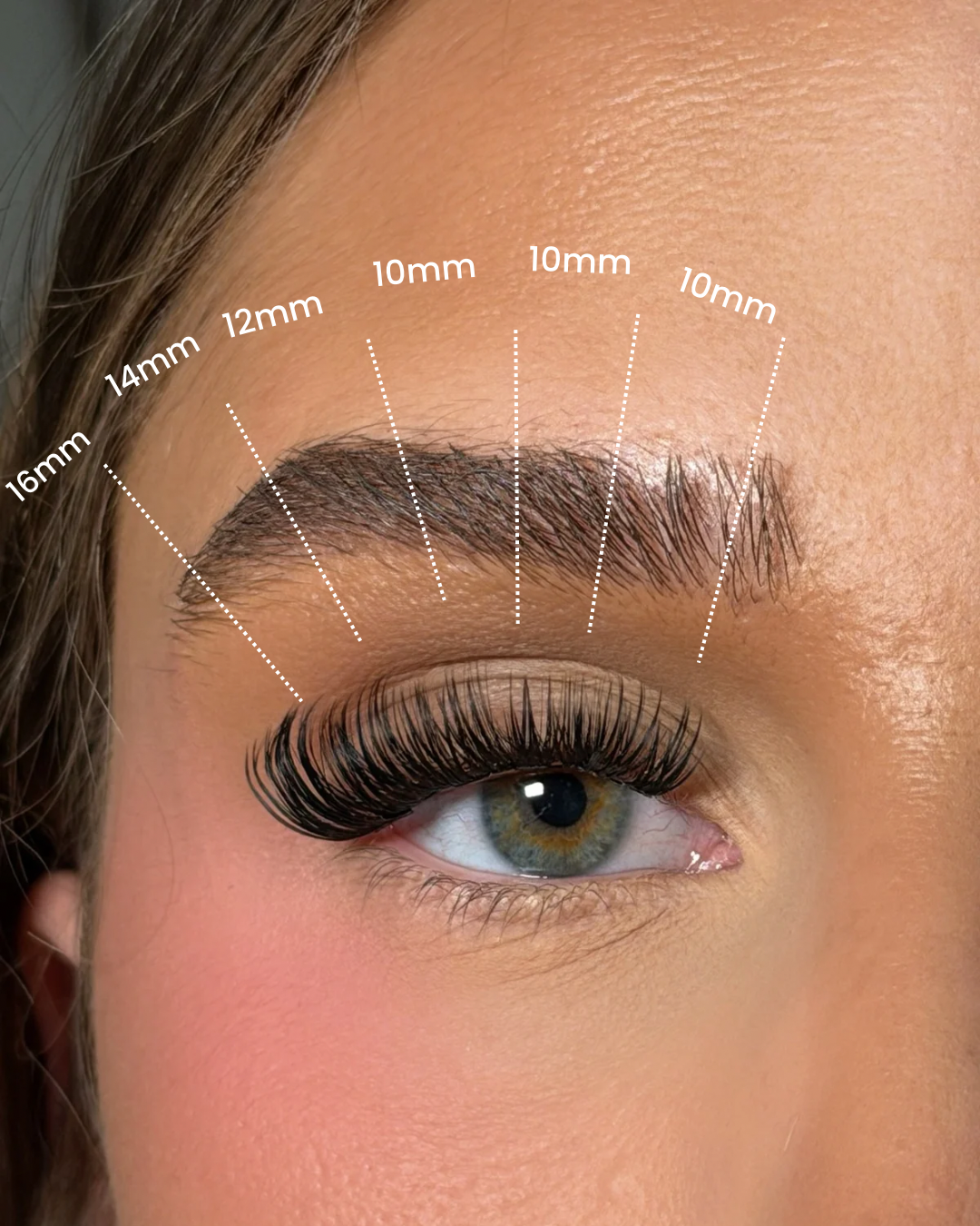 Eyelash measurement chart with labeled lengths on an eye close-up.