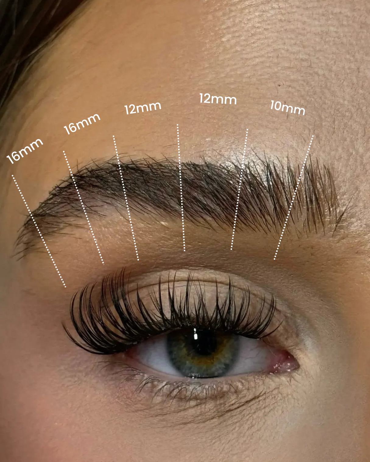 SL22 Cluster Lashes C curl